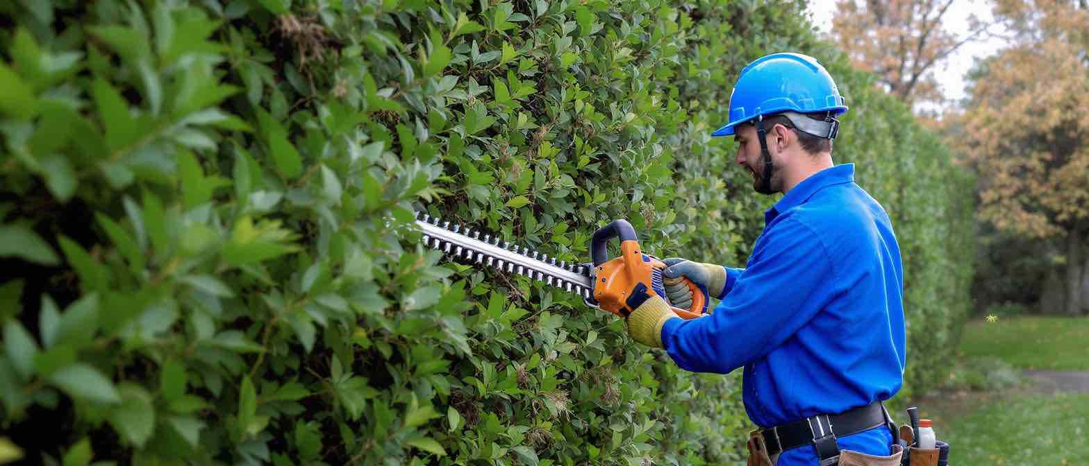 Häckklippning i Malmö för välformade och täta häckar